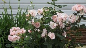 Ты дана мне Богом..