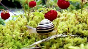 Экосистема животных