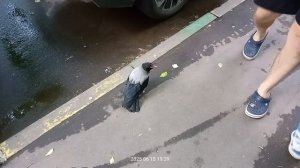 Крыло повредила или территорию защищает?