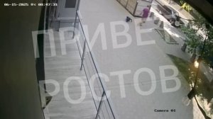 Живодёр с собакой: в Ростове-на-Дону живодер натравил свою собаку на домашнюю кошку на Пушкинской.