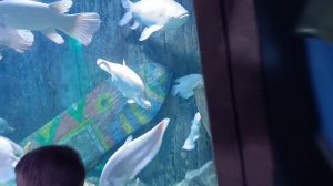 Океанариум в Фукуоке 2 часть 2025