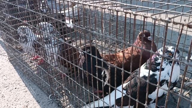 Ярмарка-выставка голубей, г.Шахтерск,14.06.25