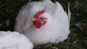 Какое мясо кур лучше...Бройлеры или несушки...А у нас выросли вот такие амбалы..