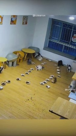 Кот и гроза