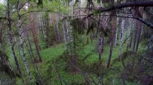 ЛЮТАЯ НОЧЁВКА В ЛЕСУ | ВЫЖИВАНИЕ НА ДЕРЕВЕ | SOLO OVERNIGHTER AT BIG TREE