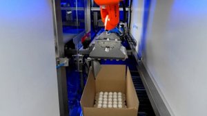 Автоматизация укладки пачек (лотков) с яйцами в короба