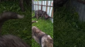 кавказские волкодавы,  гороч, гюрза, тарзан, гадюка.