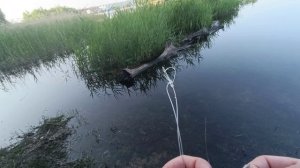 Золотой карась,рыбалка на муравьиных островах , сазан сорвался
