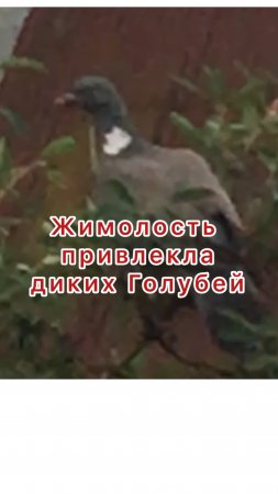 Жимолость и дикие
Голуби