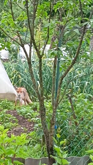 Едят ли лисы котов?