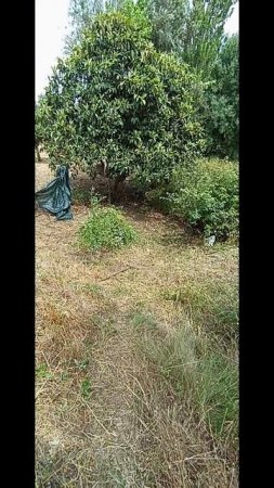 Заброшенный участок 😬🇵🇹🇵🇹