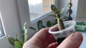 Адениумы из семян. Показываю сеянцы разного возраста и свои ошибки.