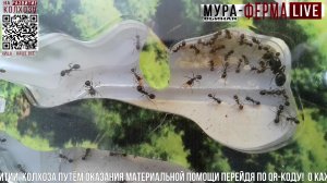 МУРА-ферма LIVE.Бункер 56.Муравьиная ферма!Муравьи Жнецы.+радио "Мураши LIVE".