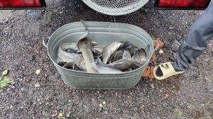 Африканский Сом 16.06.2025г.