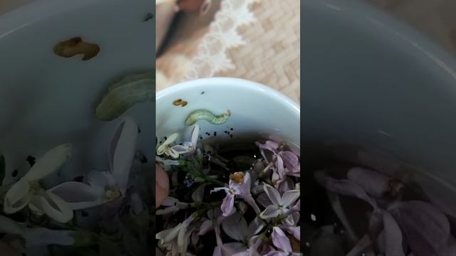 Как гусеница пробралась ко мне домой? Сиреневый репортаж! смотреть онлайн