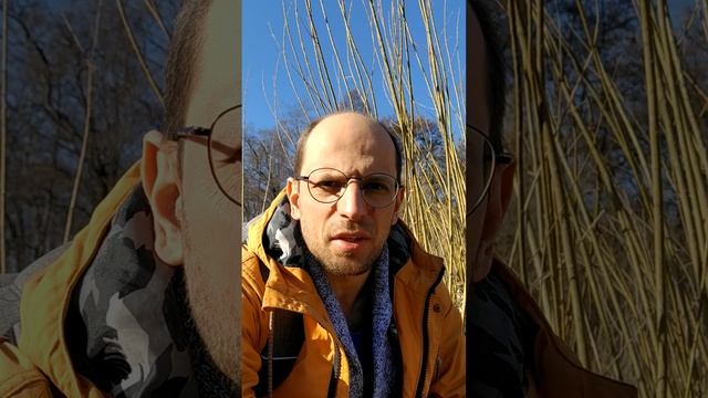 Пиявки в Московских лужах! Измайловский парк, март 2025. Ложноконская пиявка в луже. смотреть онлайн