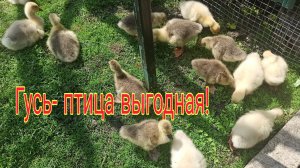 Гусь - птица умная, интересная и выгодная!!!