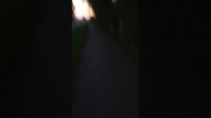 Идеальное сочетание: друзья, природа и теплое солнце-Cleaning shadow on street