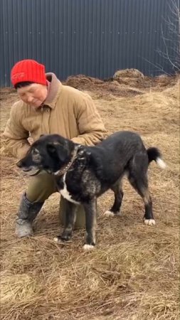 ЛЁЛЯ такая красивая, умная, нежная собака!
НО ПОЧЕМУ ЕЁ НИКТО НЕ ЗАМЕЧАЕТ?!!!!!