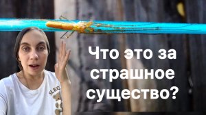 Кто знает, что это?