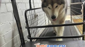 Отзыв положительный-всегда приятно!
