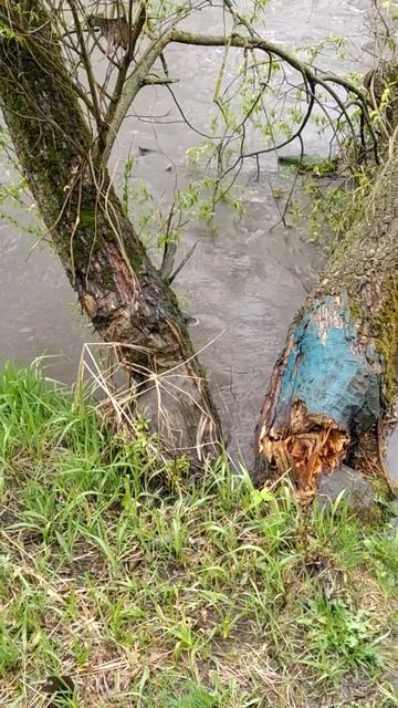 Как бобры повалили иву на Яузе в Москве? Апрель 2024 года. смотреть онлайн