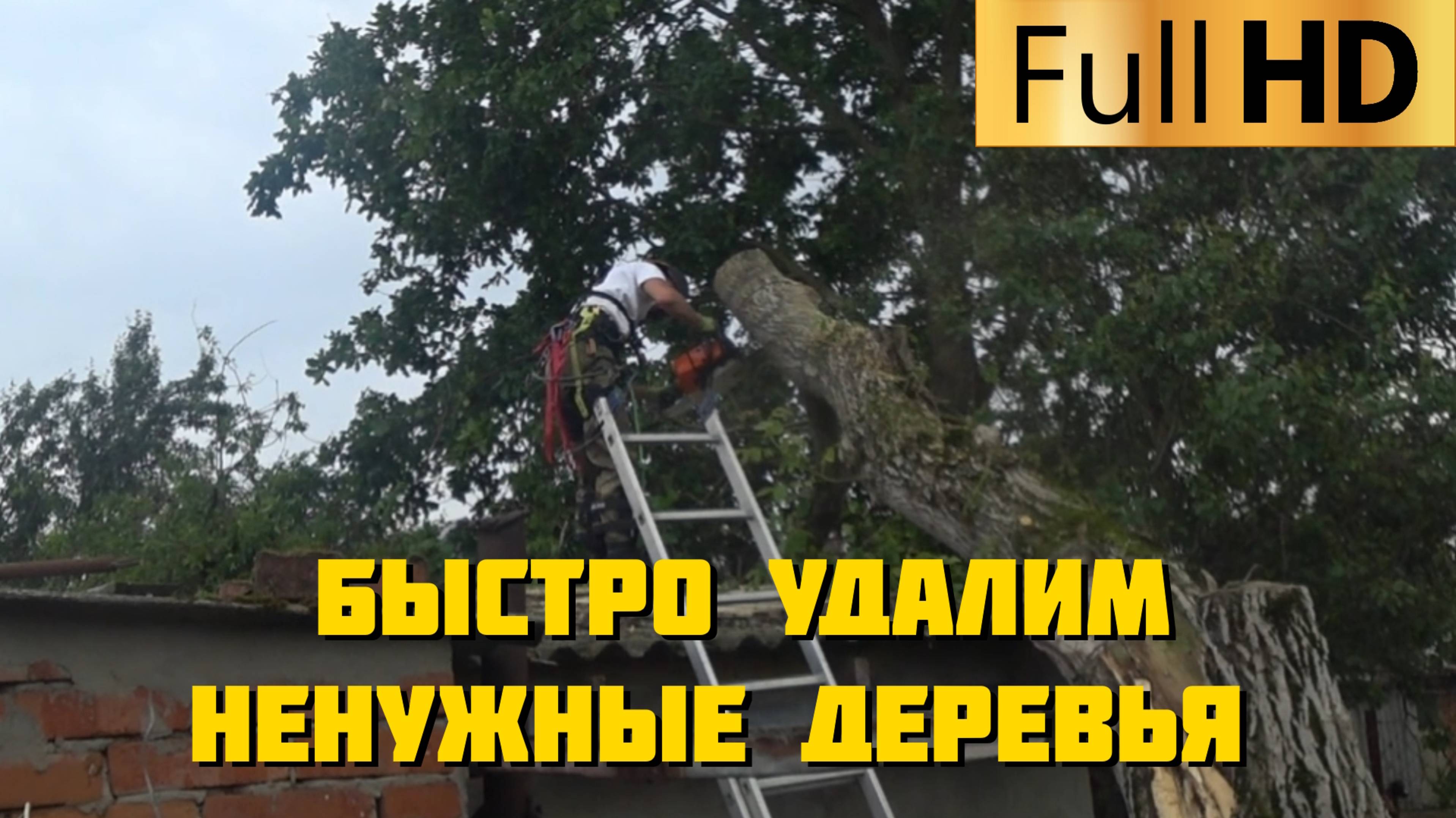 Быстро удалим ненужные деревья с вашего участка!