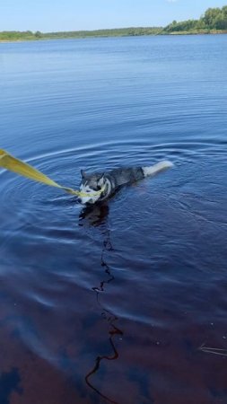 Ура, купаться 
#хаски #щенок #собака #домашниеживотные #БрюликиЛиска 
#dog