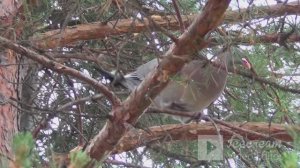 С ПТИЧКОЙ ПОДРУЖИЛСЯ!