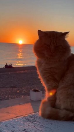 Размышления кота #отдых #размышления #тудагдеморе