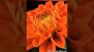 VID-20250615-WA0255