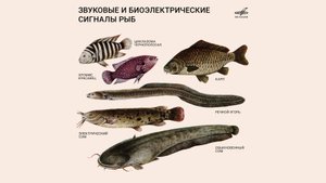 Звуковые и биоэлектрические сигналы рыб