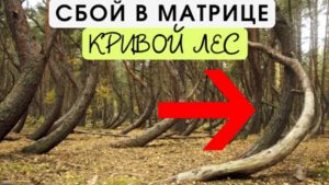 ⚡ КРИВОЙ лес под РЯЗАНЬЮ, что произошло ...