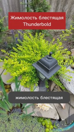 Жимолость блестящая Тандерболд вечнозеленое растение, аналог самшита.mp4