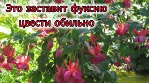 Как заставить цвести фуксию