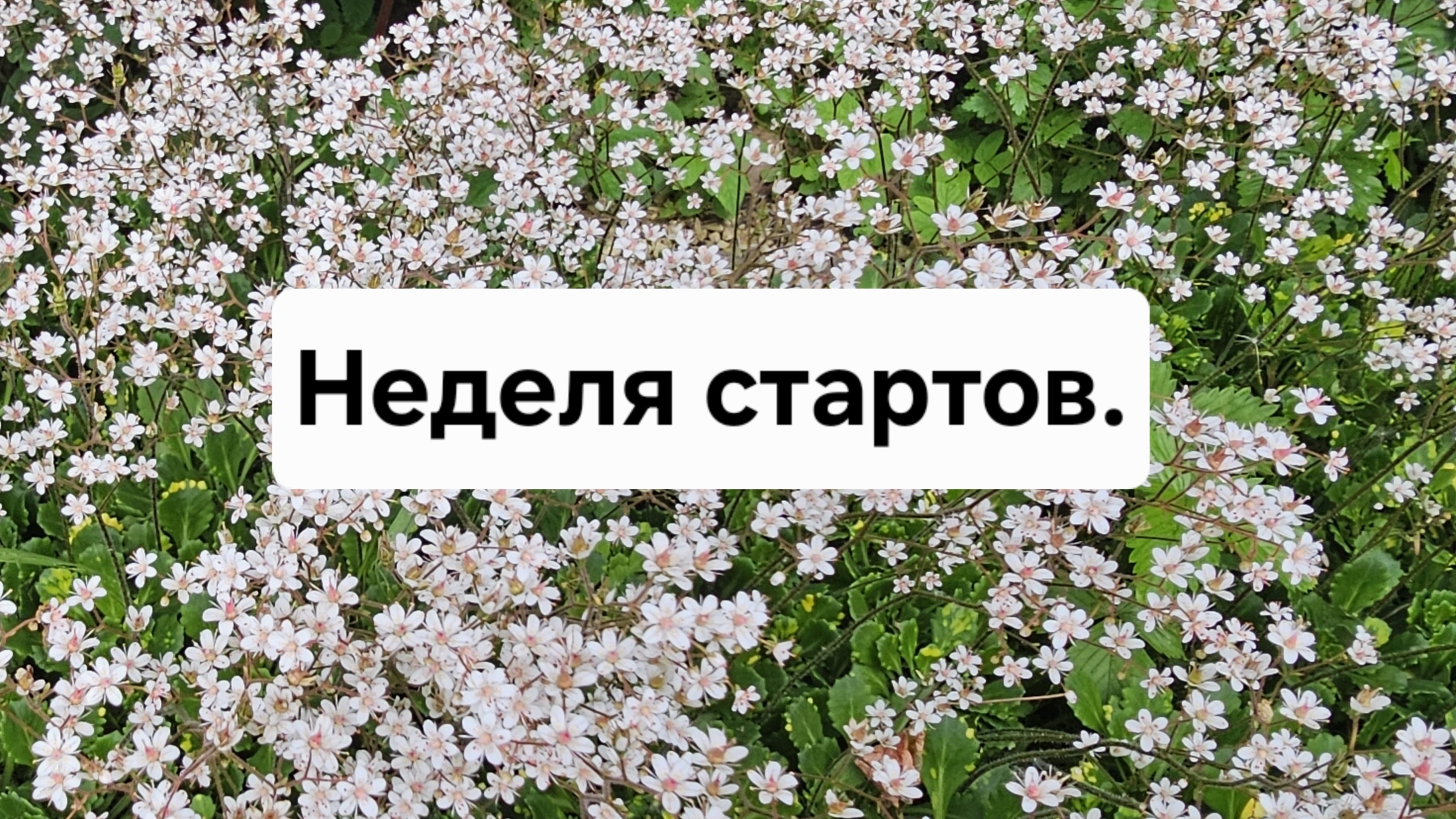Неделя стартов