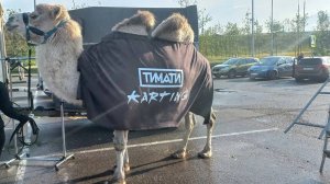ВЕРБЛЮД В МЕГЕ БЕЛАЯ ДАЧА. РЕАКЦИЯ ПОСЕТИТЕЛЕЙ МЕГИ
