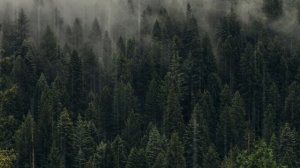 Отпусти | Медитативная музыка в стиле Эмбиент для расслабления, отдыха, концентрации