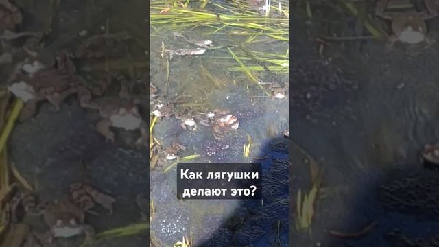 Как лягушки спариваются, размножаются? Видео Москва смотреть онлайн