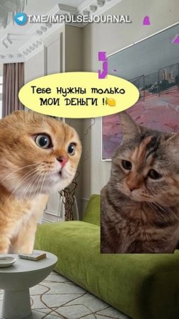 Какие деньги (Мяукаем в телеграм Импульс Журнал 👉 @impulsejournal ) #пустьговорят #коты