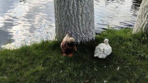 Хохлатая утка