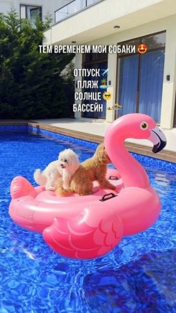 Живут свою лучшую жизнь 🐶🐕🏝️🌞