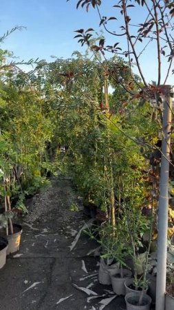 Плодовые деревья и кустарники активно в продаже в садовом центре «АртСад»! 🍏🌿
