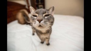 Лучшие приколы с котами! Угар гарантирован 😹 #котики #приколы #funnycats #мемы