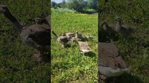 Кошечка Лапа поймала мышку🐁 Гуси с гусятами, петух Петя