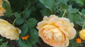 Зацвели розы Адмирал, Ванесса Бэлл, Салита, Эшли, Августа Луиза #розы #сад #flowers #цветы