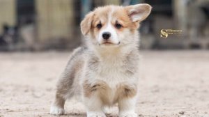 🧿 ЩЕНКИ 🐶 ВЕЛЬШ КОРГИ ПЕМБРОК 🐶 Питомник "Свободная стая"📍 Москва Заводчик Гульнара Жианшина