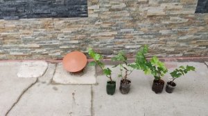 В наличии есть 2 вегетирующих саженца Бананчика Красного и 2 саженца Джокера!🍇🍇🍇