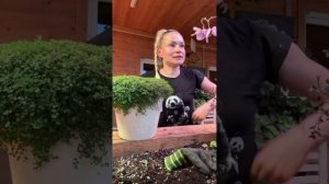 Девайте вместе разбираться в подкормках и в страшном слове «перекорм»😁