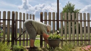 Желтое золото почти 2700/В огороде дел куча, после ливня трава прет